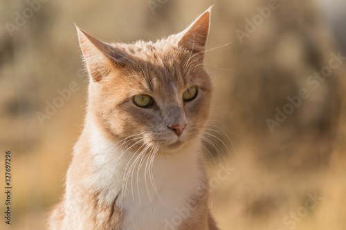 Wallpaper Mural Blondie the Cat Torontodigital.ca