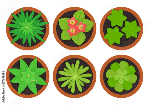 Houseplants in pots top view, indoor flowers. Vector illustration