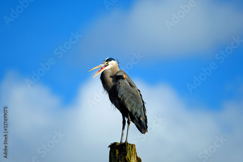 Great blue heron perched