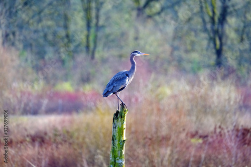 blue heron bird on a branch