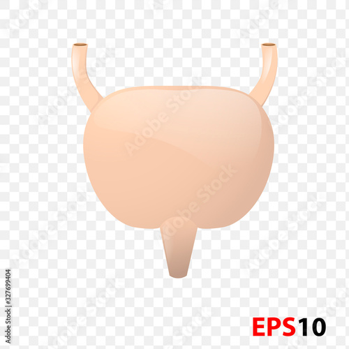 Bladder realistic human organ