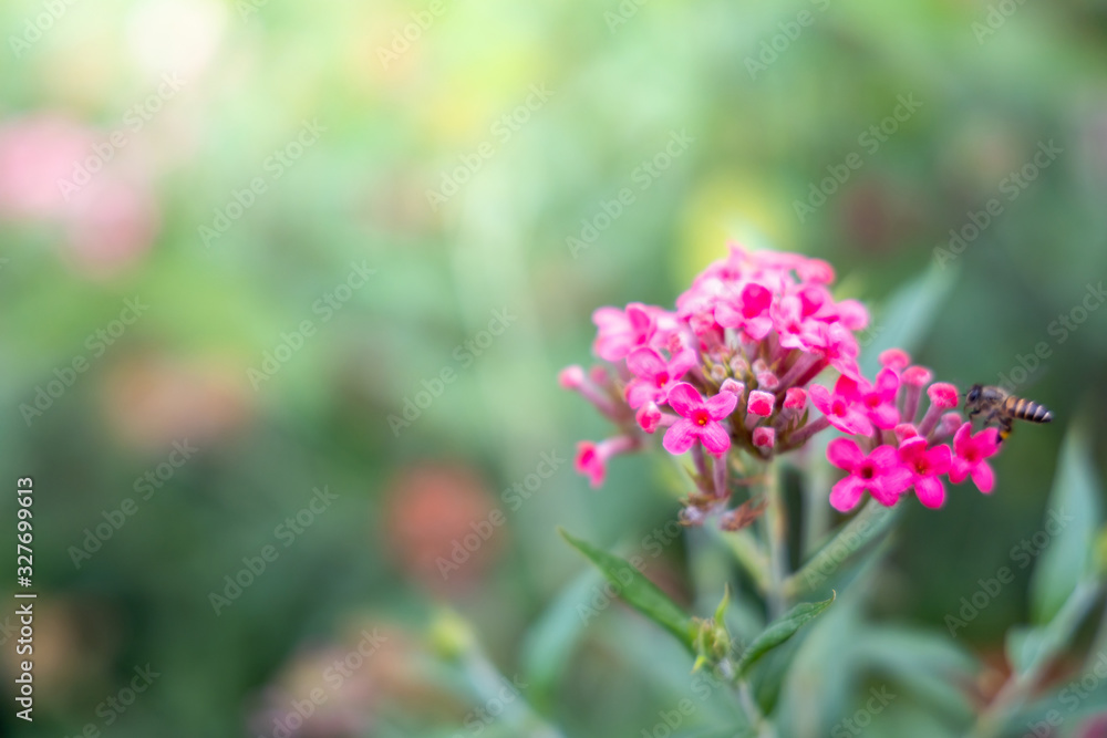 The background image of the colorful flowers The background image of the colorful flowers