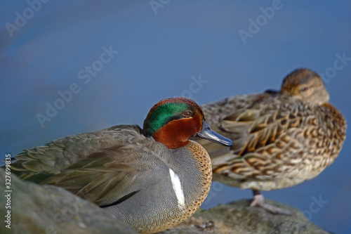 Green-winged teal pair photo