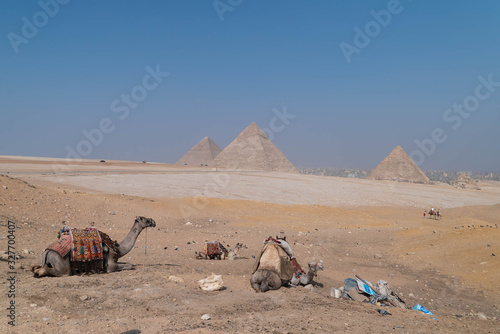 los camellos y las pirámides