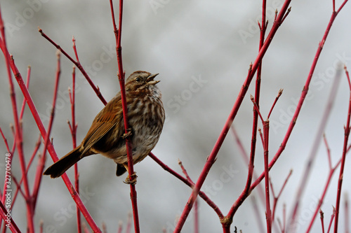 bird on a branch photo