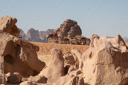 Camellos en el desierto