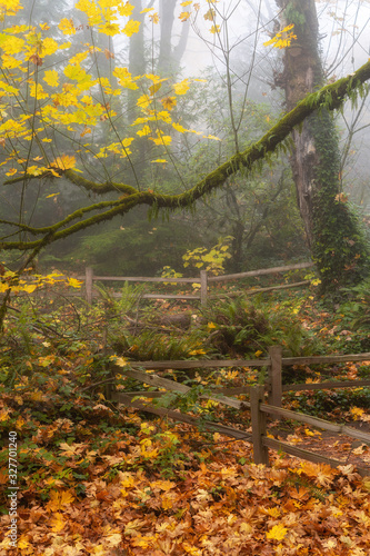 Foggy Forest Fall Colors in Forest Park Portland Oregon