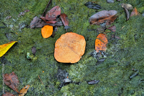 Vibrant colorful leaves gather at the coastal shoreline 