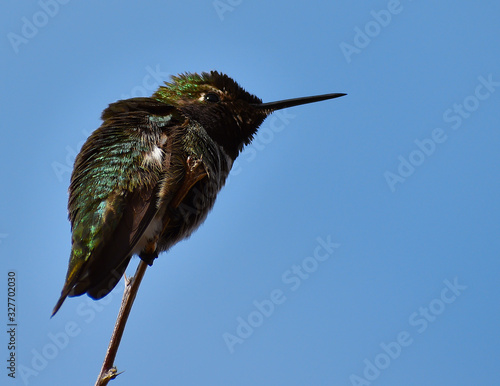 Calliope Hummingbird photo