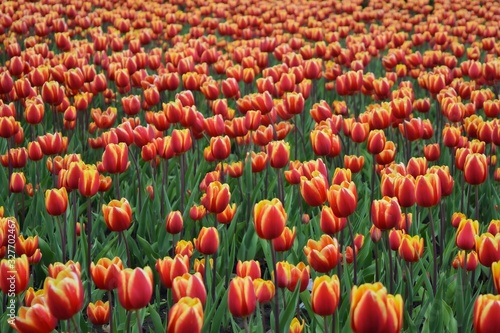 tulip field in the nature with a lot of color