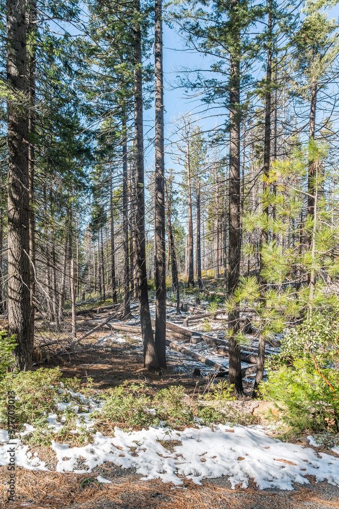Obraz premium Winter view of forest with snow and beautiful trees at Yosemite National Park, California, United States of America.