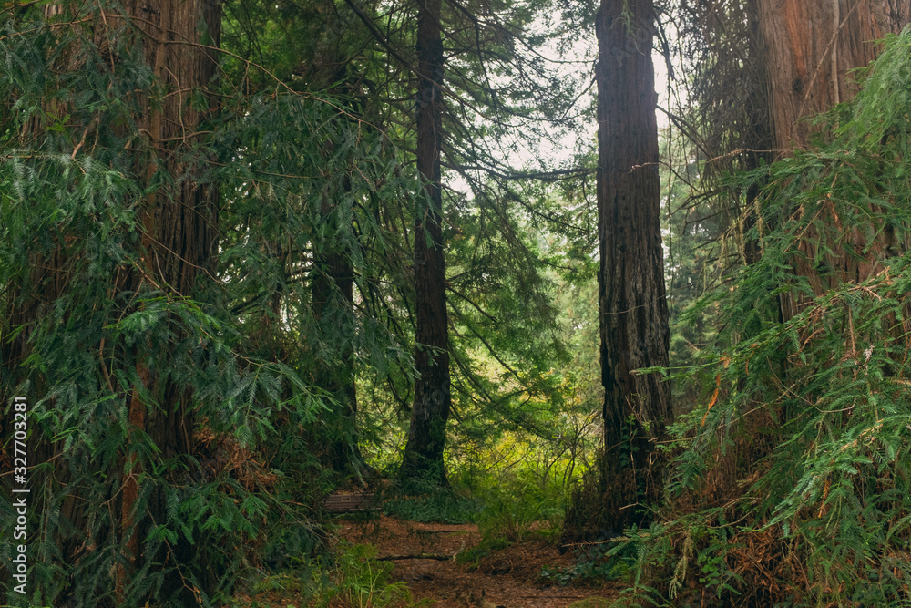 A grove of massive redwood trees in the forest A grove of massive redwood trees in the forest