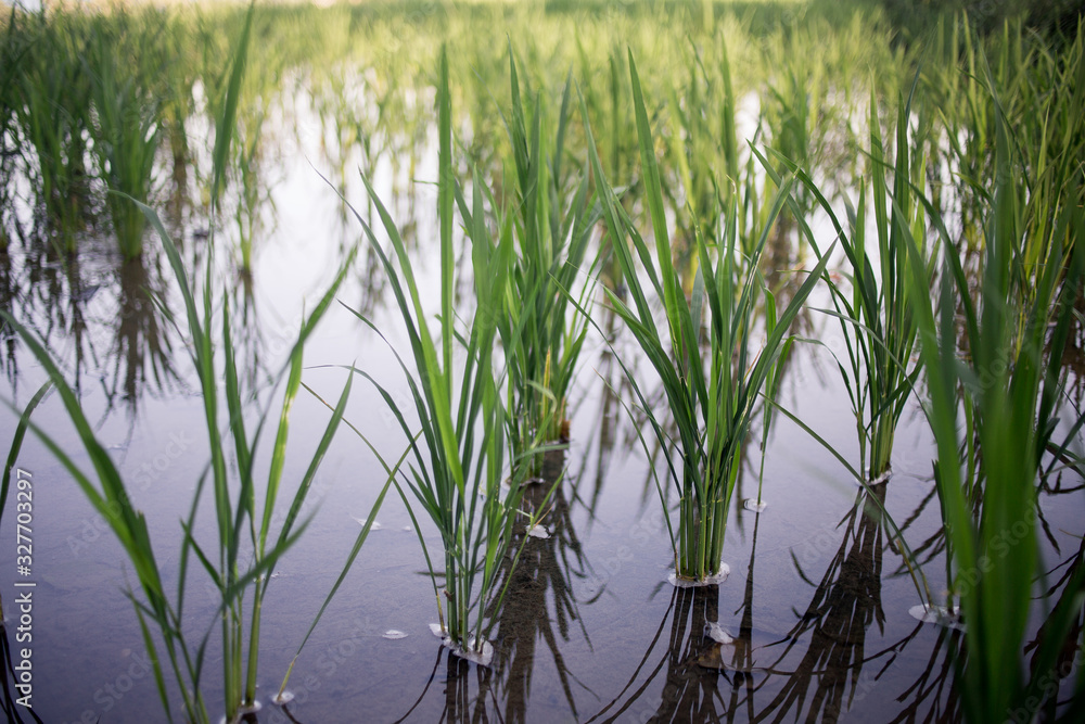 Newly planted rice in a field Newly planted rice in a field