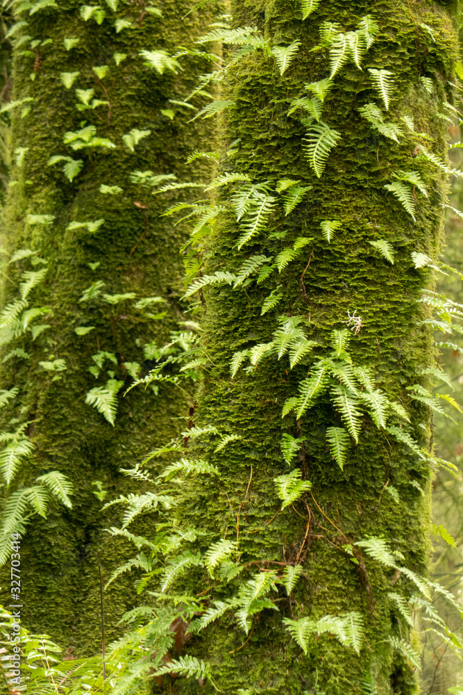Trees and Ferns in the Forest in Oregon Trees and Ferns in the Forest in Oregon