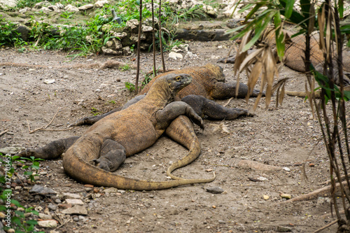 Komodo Dragon located in Surabaya  Indonesia