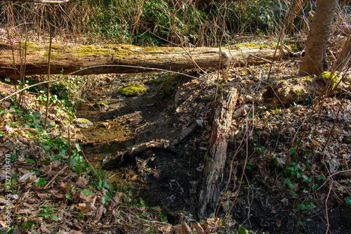 A Small Creek in a Forest