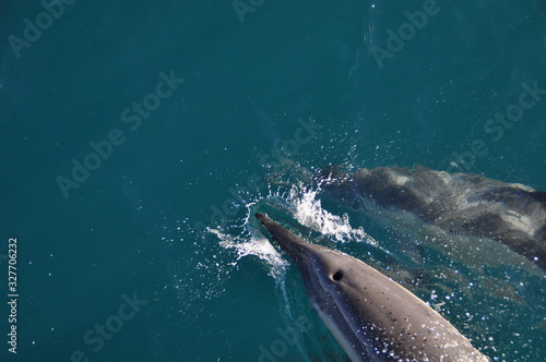 Two Dolpins off the coast of Hermanus photo