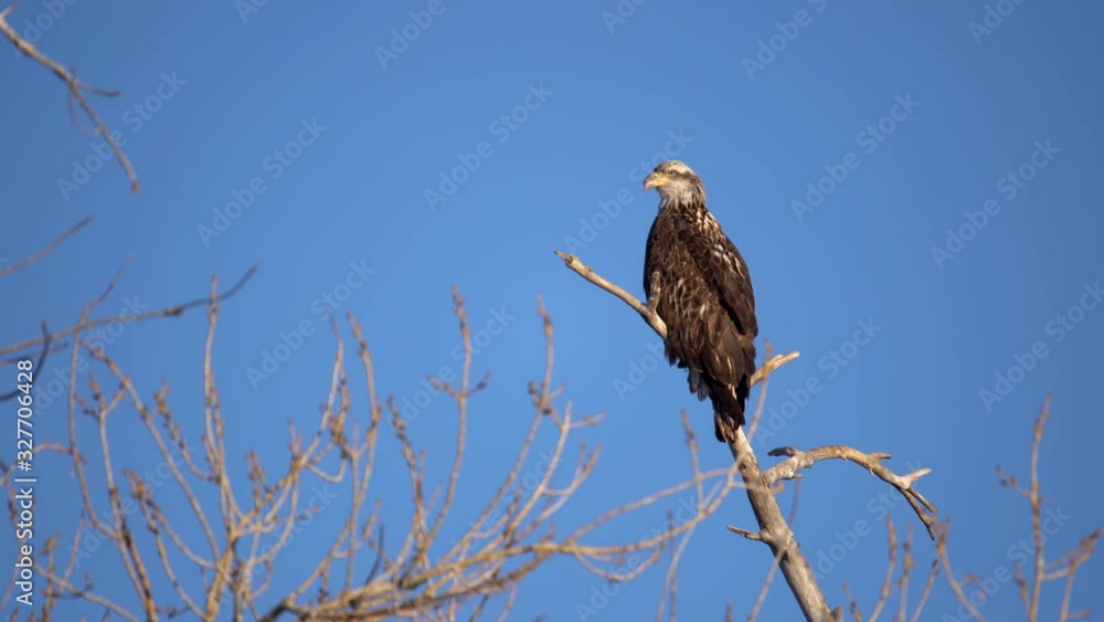 Juvenile Bald Eagle perching on a tree branch and observing its surrounding Juvenile Bald Eagle perching on a tree branch and observing its surrounding