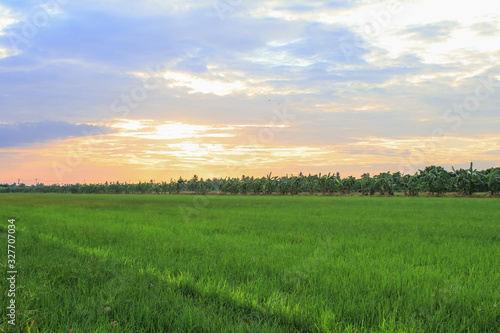 Rice field green grass blue sky cloud cloudy landscape background.In rice fields where the rice is growing  the yield of rice leaves will change from green to yellow.Beautiful sunrise with golden hour