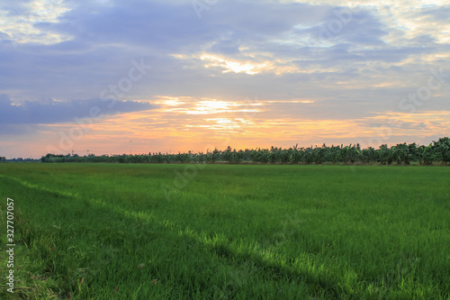 Rice field green grass blue sky cloud cloudy landscape background.In rice fields where the rice is growing  the yield of rice leaves will change from green to yellow.Beautiful sunrise with golden hour