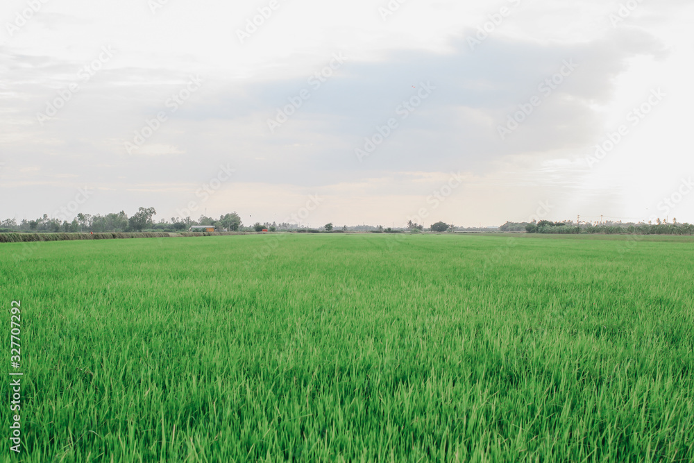 Rice field green grass blue sky cloud cloudy landscape background.In rice fields where the rice is growing, the yield of rice leaves will change from green to yellow.Beautiful sunrise with golden hour Rice field green grass blue sky cloud cloudy landscape background.In rice fields where the rice is growing, the yield of rice leaves will change from green to yellow.Beautiful sunrise with golden hour