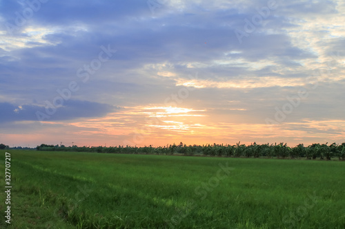 Rice field green grass blue sky cloud cloudy landscape background.In rice fields where the rice is growing  the yield of rice leaves will change from green to yellow.Beautiful sunrise with golden hour