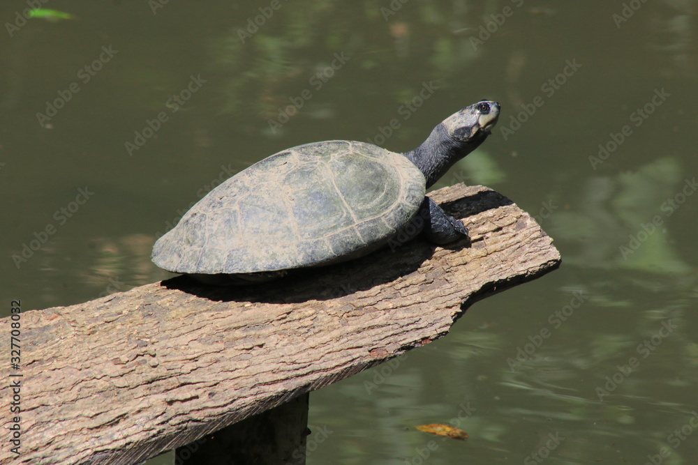 Fototapeta premium A charapa or yellow headed turtle sunbasking on a wooden log