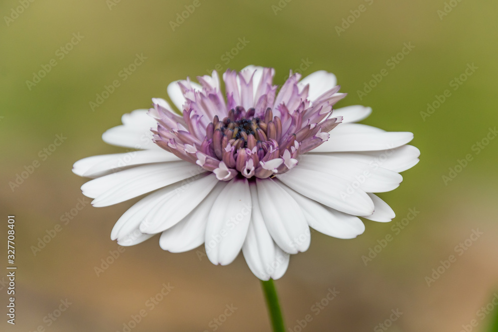 Fototapeta premium White Osteospermum Flower in the garden