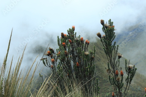 Chuquiraga jussieui, the flower of the Andes, with orange flowers and thick green leaves photo