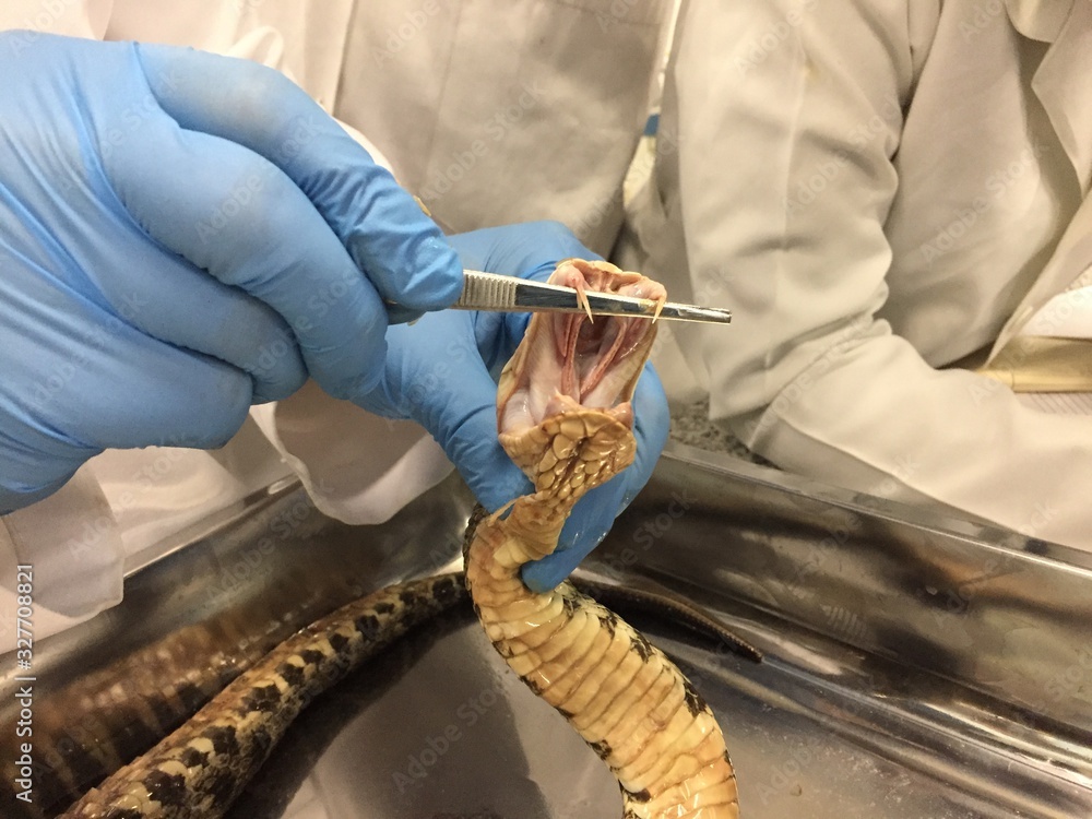 Fototapeta premium A person wearing blue safety gloves showing the large fangs of a viper, bothropsis asper