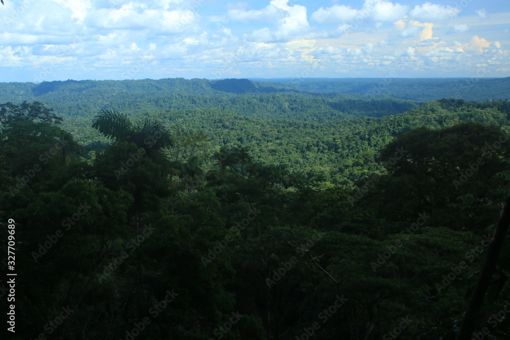The amazon rainforest on a bright day with beautiful clouds in the sky The amazon rainforest on a bright day with beautiful clouds in the sky