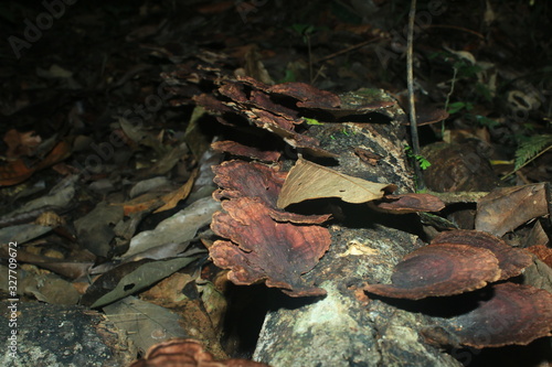 A dead tree trunk full of dark brown fungus