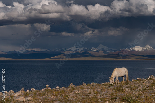 Horse grazing in front of storm lake Namtso