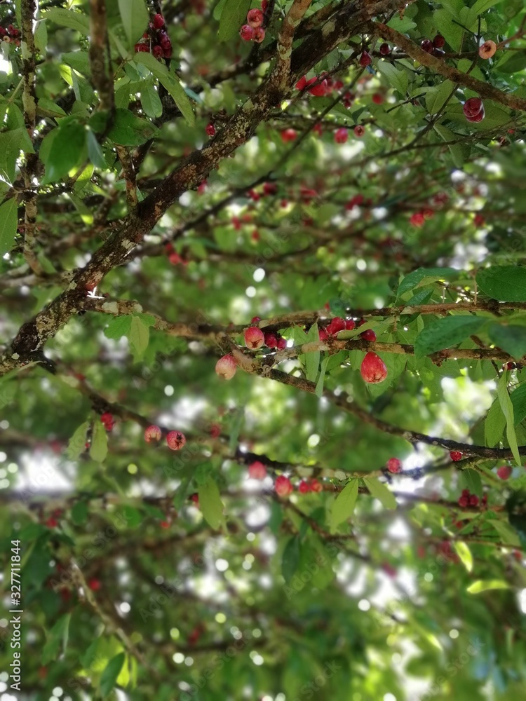 Obraz premium FRUTOS