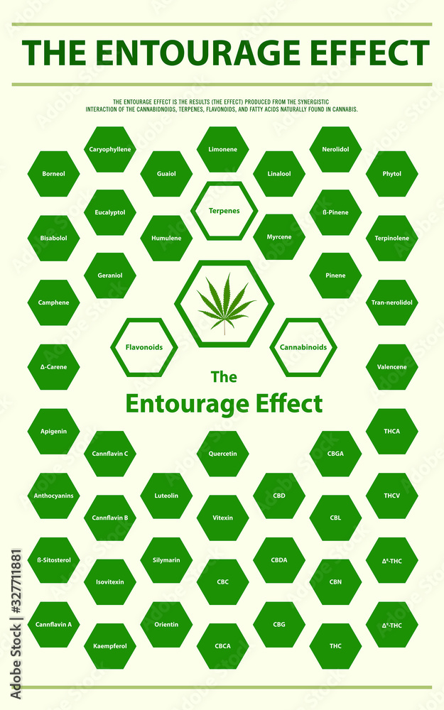 The Entourage Effect Overview vertical infographic illustration about cannabis as herbal alternative medicine and chemical therapy, healthcare and medical science vector. The Entourage Effect Overview vertical infographic illustration about cannabis as herbal alternative medicine and chemical therapy, healthcare and medical science vector.