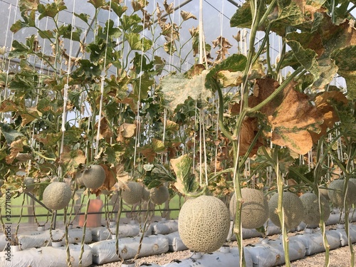 Melon planting farm natural background