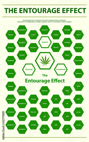 The Entourage Effect Overview vertical infographic illustration about cannabis as herbal alternative medicine and chemical therapy, healthcare and medical science vector.
