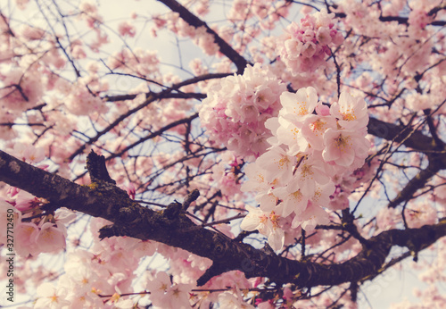 Peak cherry blossoms on the Portland Waterfront