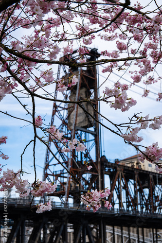 Peak cherry blossoms on the Portland Waterfront