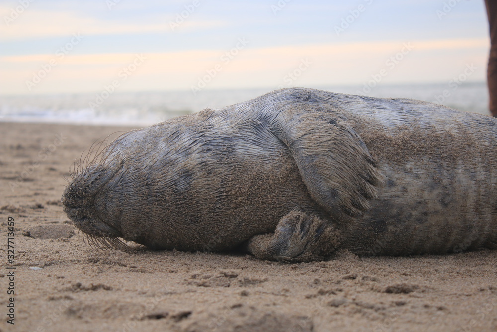 Baby seal has been stranded at a beach without his mother and lies helpless on the sand Baby seal has been stranded at a beach without his mother and lies helpless on the sand
