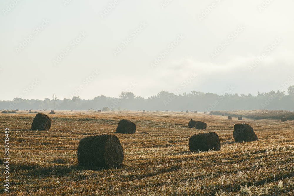A late summer morning misty landscape with round hay bales. Scene of harvest and fertility