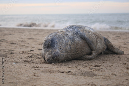 Baby seal has been stranded at a beach without his mother and lies helpless on the sand photo