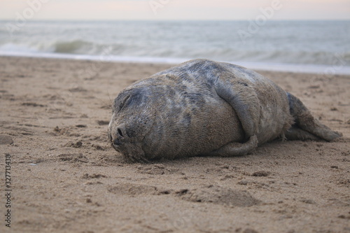 Baby seal has been stranded at a beach without his mother and lies helpless on the sand