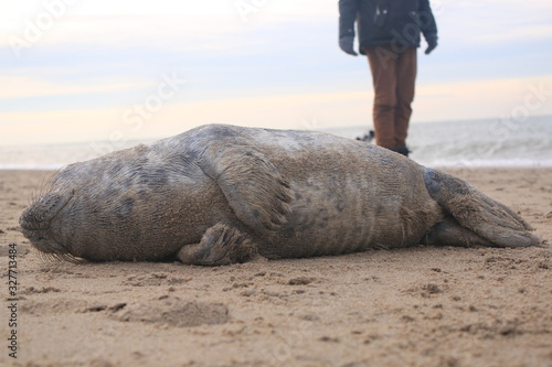 Baby seal has been stranded at a beach without his mother and lies helpless on the sand photo