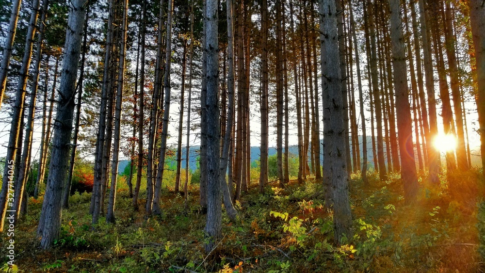 forest in autumn - obrazy, fototapety, plakaty 