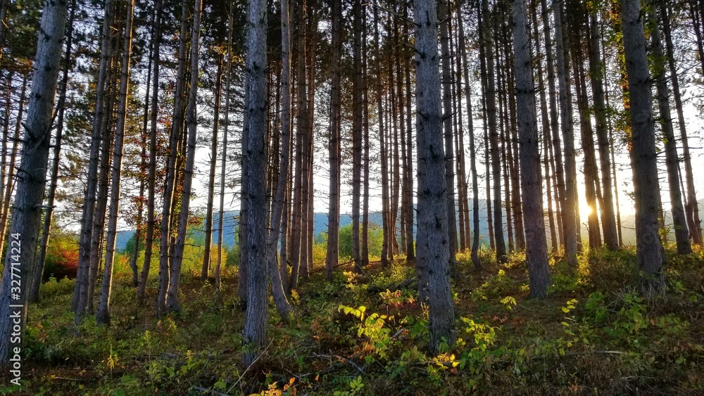 morning in the forest morning in the forest