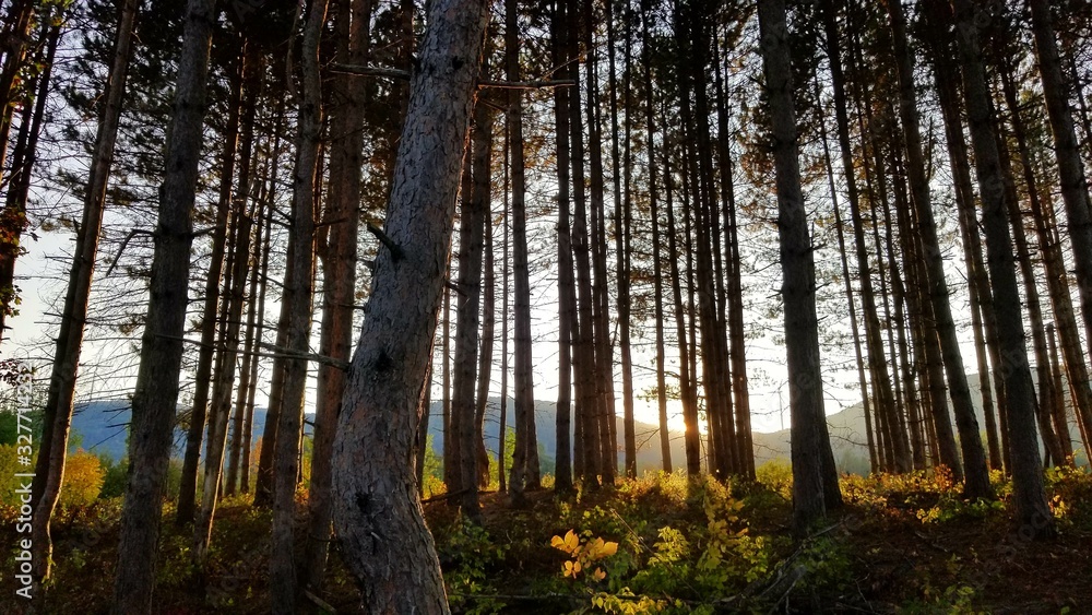 forest in autumn