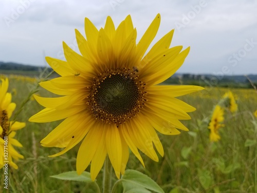 sunflower in the field