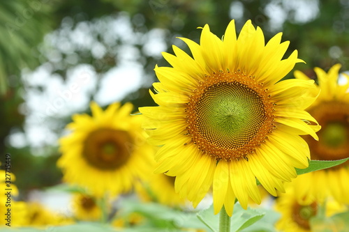 Fototapeta Naklejka Na Ścianę i Meble -  sunflower blooming in nature garden