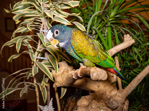 Pionus parrot on a branch photo